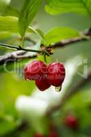 Cornelian cherry, European cornel or dogwood