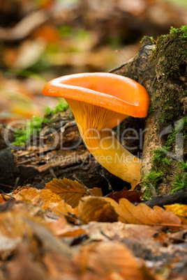 Jack o'Lantern Mushroom (Omphalotus olearius)