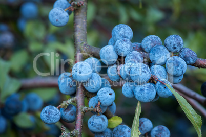 Sloe bush with many fruits