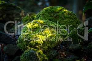Covered rocks with moss