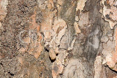 Wooden texture. Crimean pine tree, close-up view.