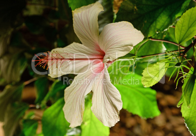 Hibiskus