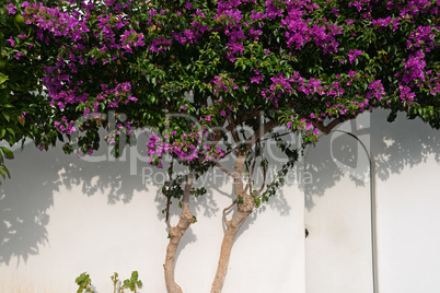 bougainvillea