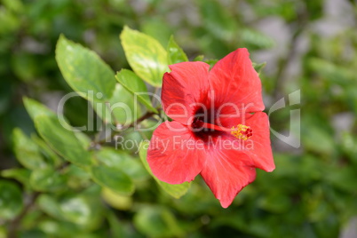 Hibiskus