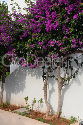 bougainvillea