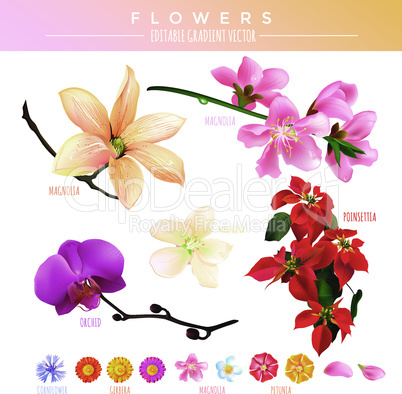Flowers Editable Gradient Vector