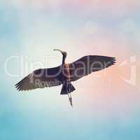 Glossy Ibis (plegadis falcinellus)