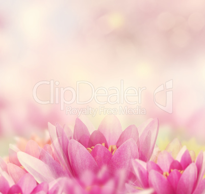 Water Lily Background