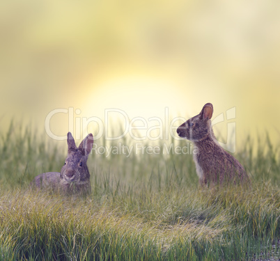 Two Marsh Rabbits