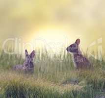 Two Marsh Rabbits