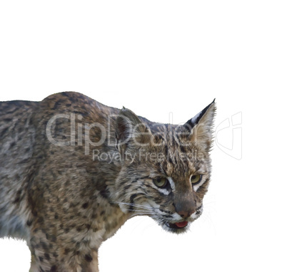 Bobcat .Digital Painting