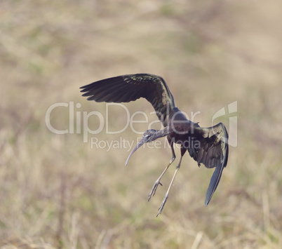 Glossy Ibis (plegadis falcinellus)