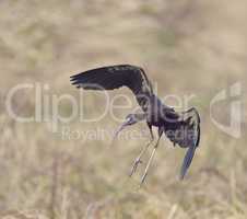 Glossy Ibis (plegadis falcinellus)