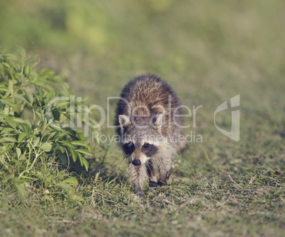 Young Raccoon Walking