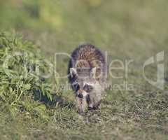 Young Raccoon Walking