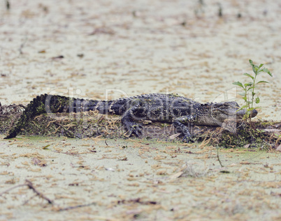 Young Florida Alligator