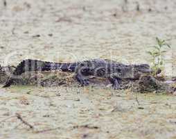 Young Florida Alligator