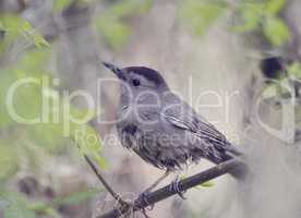 Gray Catbird Perching