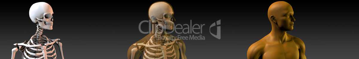 Human Body and Skeleton Anatomy