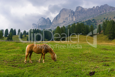 Palomino horse in the Alps