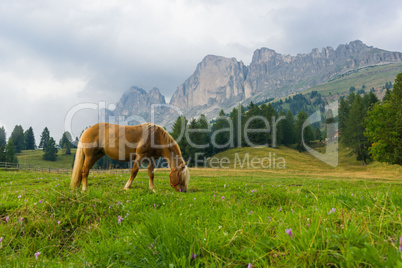 Palomino horse in the Alps