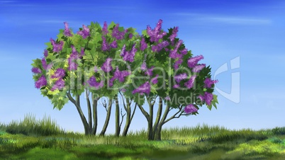 Lilac Tree in Spring