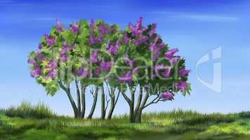 Lilac Tree in Spring