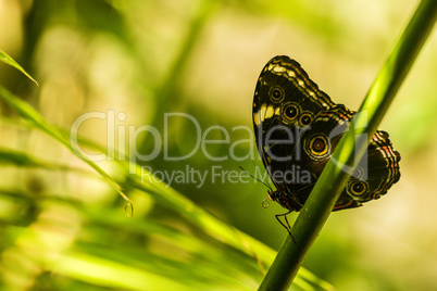 Achilles morpho butterfly on branch in sunshine