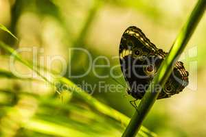 Achilles morpho butterfly on branch in sunshine