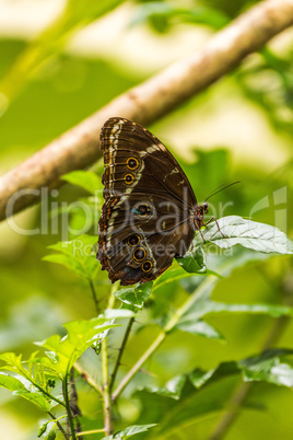Achilles morpho butterfly perched on green leaf
