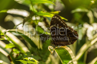 Achilles morpho butterfly perched on variegated leaf