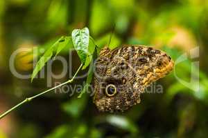 Achilles morpho butterfly perched vertically on leaf