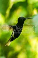 Black jacobin with blurred wings among leaves