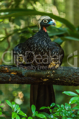 Black-fronted piping-guan perched on branch above leaves