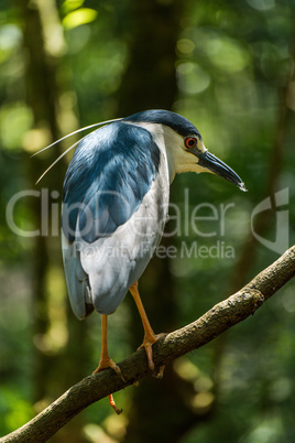 Black-crowned night-heron on branch staring down intently