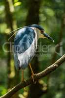 Black-crowned night-heron on branch staring down intently