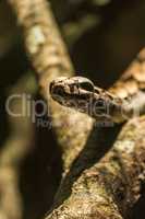 Boa constrictor raising head on sunny branch