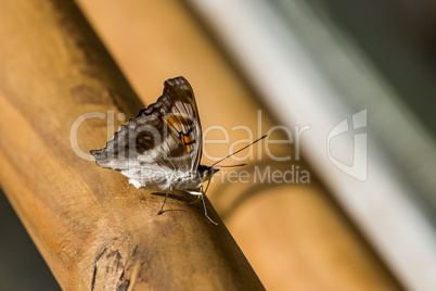 Brown and white butterfly on wooden handrail