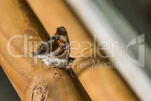Brown and white butterfly on wooden handrail