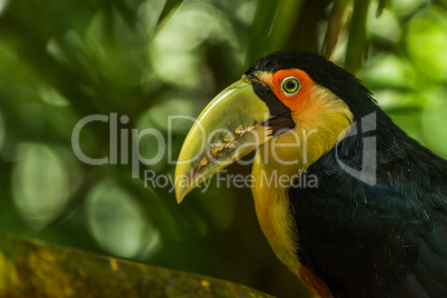 Close-up of green-billed toucan staring at camera