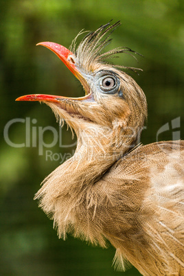 Close-up of head of squawking red-legged seriema