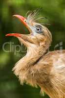 Close-up of head of squawking red-legged seriema