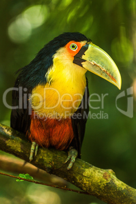 Green-billed toucan perched on branch in jungle