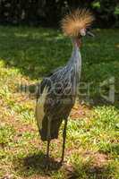Grey crowned crane in dappled sunlit clearing