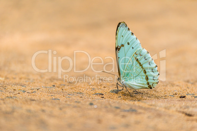 Pale green butterfly perched on sandy ground