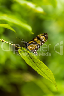 Philaethria wernickei butterfly on long green leaf