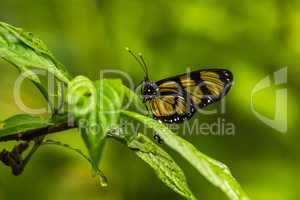 Philaethria wernickei butterfly on wet green leaves