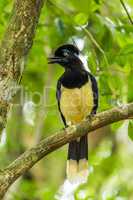 Plush-crested jay singing on branch of tree