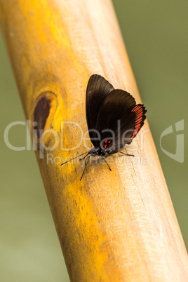 Red rim butterfly perched on wooden rail