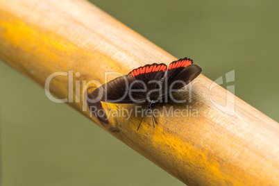 Red rim butterfly perched on wooden railing